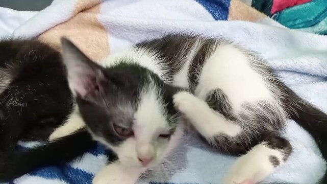 Black and white cat scratching its itchy ear due to fleas, captured in a natural moment showing pet discomfort, health issue, and animal care awareness.