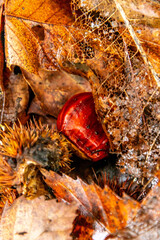 Castanea sativa pertenece a la familia Fagaceae.