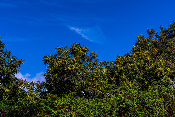 Obraz premium Paisaje en La Corujera, Tenerife.