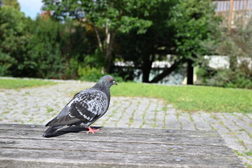 pigeon in the park