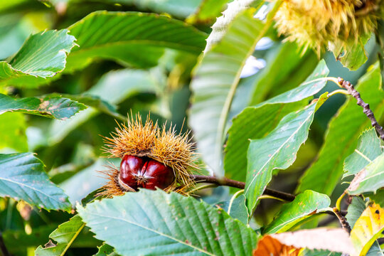 Castanea sativa pertenece a la familia Fagaceae.