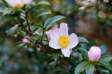 A close-up of a Sasanqua (Camellia sasanqua) flower with pale pink and white petals and a prominent yellow stamen. The bloom is set against dark green leaves, a beautiful sign of winter.