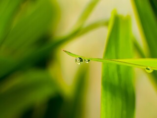 Close-Up Macro of Two Fresh Dewdrops Hanging on a Green Grass Blade