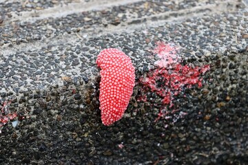 Golden apple snail (Pomacea canaliculata) eggs on ground near a pond