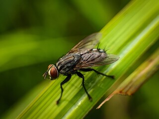 Macro Shot of a Common House Fly Resting on a Bright Green Leaf