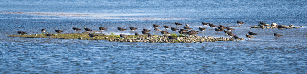 Large Flock Of Northern Lapwings On Rocks