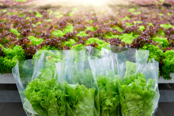 Green fresh healthy lettuce harvested in industrial greenhouses packed plastic packaging folded in cardboard boxes ready for delivery to the market for sale, against red and green leaves plantations