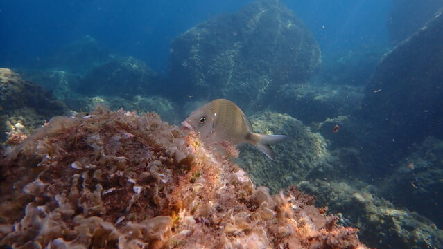 White seabream or sargo (Diplodus sargus) undersea, Ligurian Sea, Italy, Imperia
