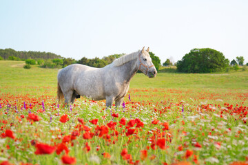 Nature and animal scene of beautiful horse in poppy meadow.