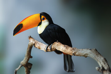 Toco Toucan Perched on a Branch with a Naturally Blurred Background