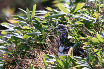 Wild Rock Ptarmigan (Raicho) hiding in alpine bamboo grass in Japan