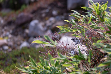 Rear view of Rock Ptarmigan (Raicho) showing camouflage plumage pattern in alpine vegetation