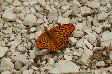 Schmetterling