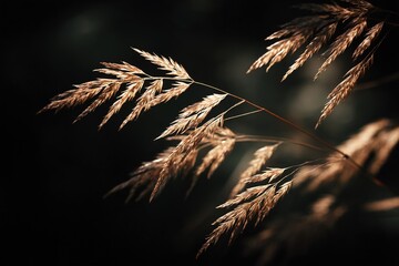 Macro of meadow grass stems with soft bokeh and dramatic contrast