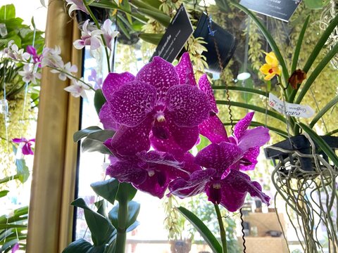 Vanda orchid with red petals