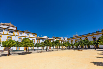 Patio de Banderas in Seville, Spain, showcasing vibrant orange trees and traditional architecture under a clear blue sky.