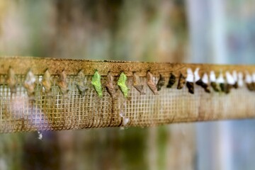 Butterfly chrysalises attached to net