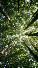 Fototapeta premium Low angle vertical footage looking straight up into a dense forest canopy