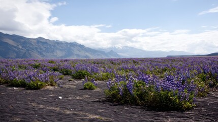 Field of lavender flowers under blue sky and mountains landscape
