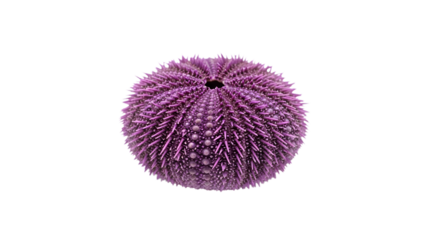 Purple sea urchin test with detailed purple spines, isolated