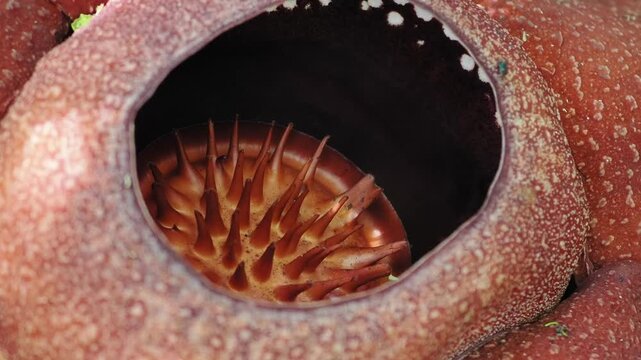 Rafflesia kerrii this flowering plant has the largest flowers in the world and is found in Khao Sok, Surat Thani Province.