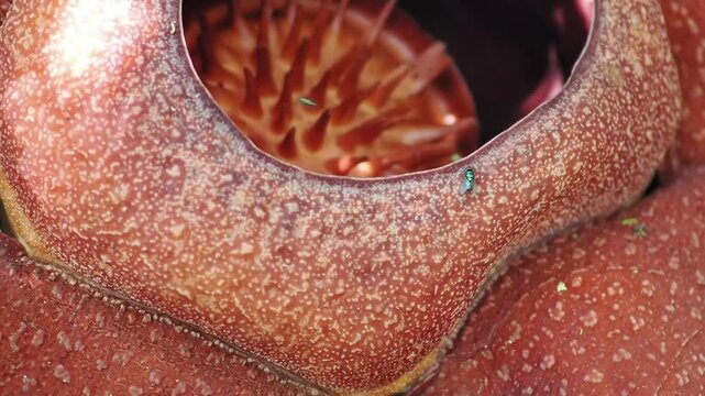 Rafflesia kerrii this flowering plant has the largest flowers in the world and is found in Khao Sok, Surat Thani Province.