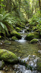 Close-up vertical footage of clear water gently trickling over smooth, moss-covered river stones in a dense forest creek
