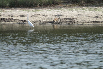 Sri Lankan Leopard in Wilpattu National Park, Sri Lanka 