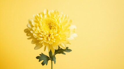 Bright yellow chrysanthemum background image