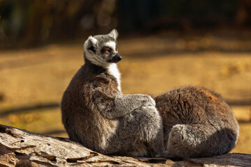 Fototapeta premium Ring-tailed lemur resting on a log in the sun