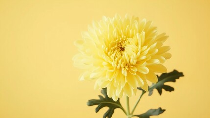 Light yellow chrysanthemum close-up