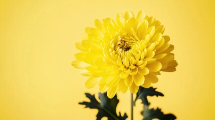 Close-up shot of a bright yellow chrysanthemum
