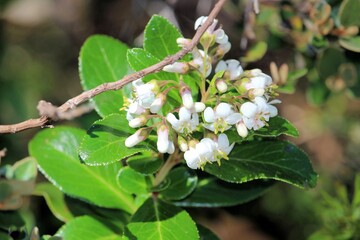 Fototapeta premium White Escallonia (Escallonia Iveyi) in bud and flower, South Australia