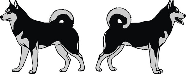 Husky dog standing side view illustration in black and white vector style showing front and back poses © Hey There