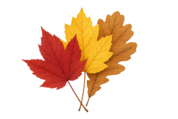 Colorful autumn leaves, including red maple and yellow/brown oak, illustrating fall season and nature on a transparent background