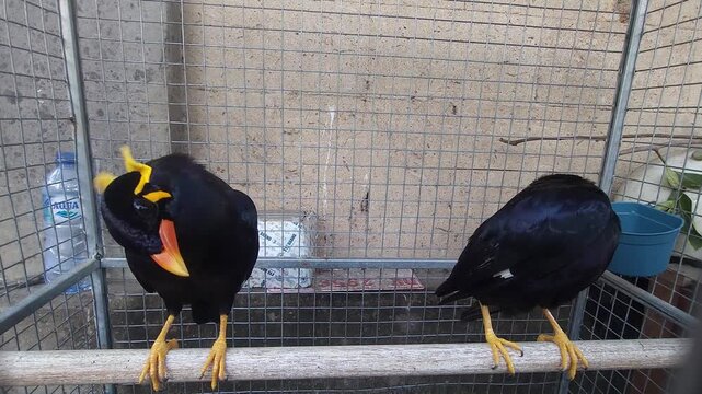 Animals of Indonesia. Sacred myna, talking bird, black starling.