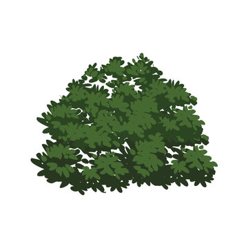 Bush vector, bush clipart