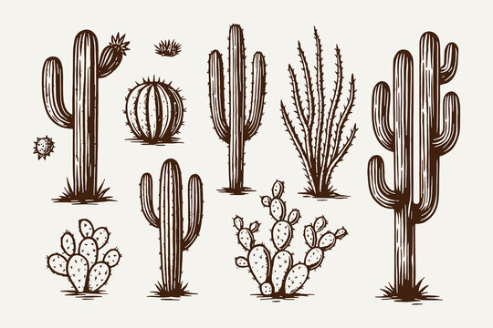 Detailed hand-drawn vector collection of various desert flora and succulent plants, including different cactus types, rendered in a monochrome sketch style for nature and western designs.