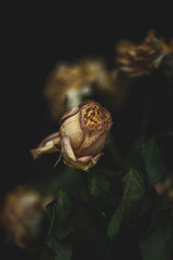 Isolated rose on a dark background