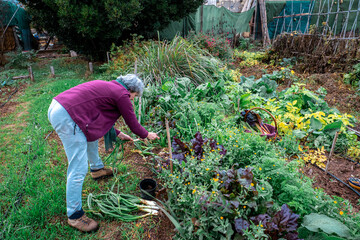Senior woman picking leeks and other fresh produce from her organic vegetable garden, promoting healthy lifestyle and sustainability