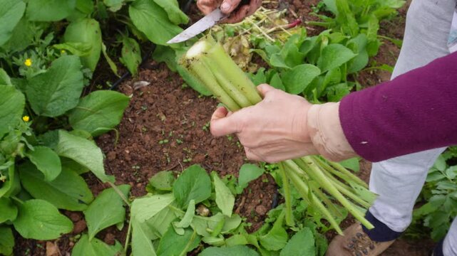 Female farmer's hands cleaning a freshly picked cardoon with a knife. Close-up of a woman preparing organic vegetables in the garden
