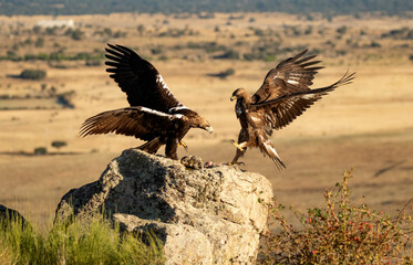 aguila imperial en la campiña abulense.Avila. España