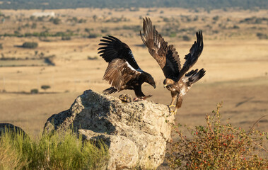 aguila imperial en la campiña abulense.Avila. España