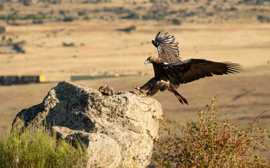 aguila imperial en la campiña abulense.Avila. España