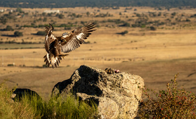 aguila imperial en la campiña abulense.Avila. España
