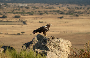 aguila imperial en la campiña abulense.Avila. España