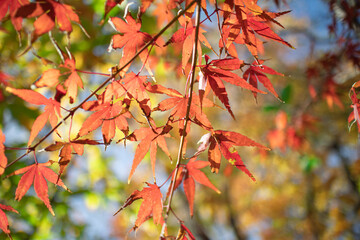 紅葉したもみじ