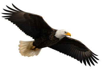 Obraz premium Bald eagle in flight symbolizing freedom and power, wings spread out, gliding through the air on transparent background