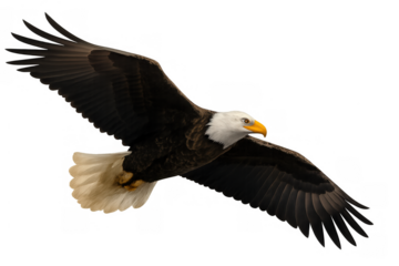 Bald eagle in flight symbolizing freedom and power, wings spread out, gliding through the air on transparent background