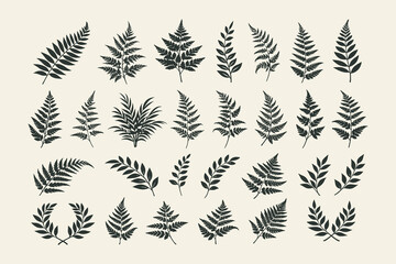 Detailed hand-drawn vector collection of various fern leaves and fronds, presented in a vintage engraving style for natural, botanical, and decorative design elements and patterns. © Chairul